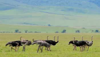 7 Night 8 Days Arusha  Safari