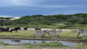 7 Night 8 Days Arusha  Safari