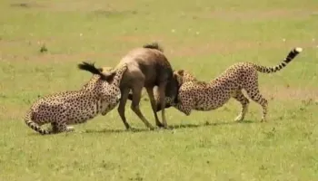 7 Night 8 Days Arusha  Safari