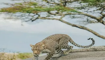 7 Night 8 Days Arusha  Safari