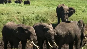 7 Night 8 Days Arusha  Safari