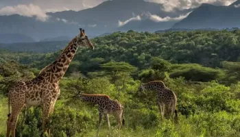 Sunset - Savannah Escape - 4 Days Tour