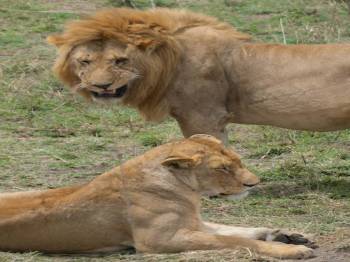 4 Night 5 Days Tanzania Classic Safari