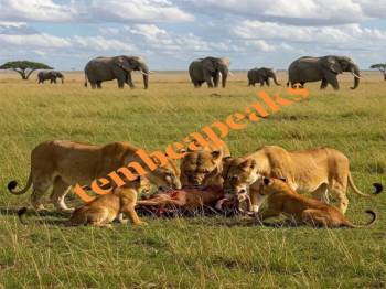 4 Night 5 Days Tanzania Classic Safari