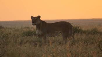 2 Nights - 3 Days - Tarangire/ Ngorongoro Crter/ Manara Park