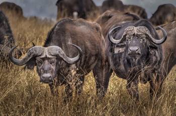 3 Days Tanzania Safari Tour