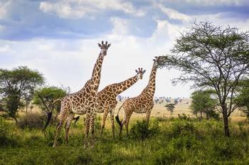 3 Days Tanzania Safari Tour