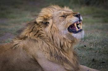 3 Days Tanzania Safari Tour