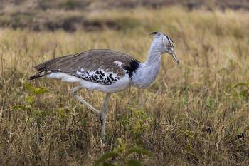 3 Days Tanzania Safari - Luxury Tour