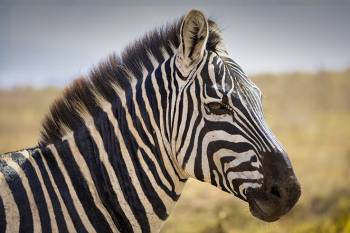 5 Days Tanzania Safari - Luxury Tour