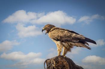 5 Days Tanzania Safari - Luxury Tour