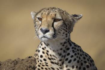 5 Days Tanzania Safari Mid-Range Tour