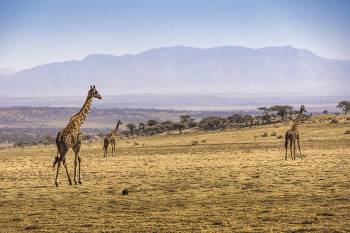 5 Days Tanzania Safari Mid-Range Tour