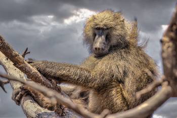 5 Days Tanzania Safari Mid-Range Tour