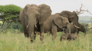 10 nights 11 Days Serengeti Special - 5* Accommodations