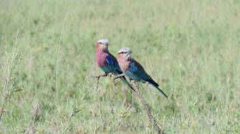 10 nights 11 Days Serengeti Special - 5* Accommodations