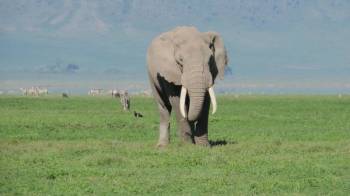 10 nights 11 Days Serengeti Special - 5* Accommodations