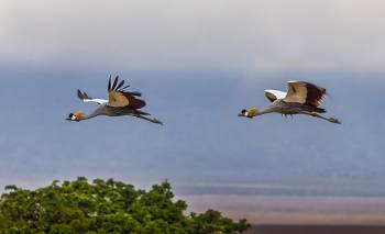 10 NIGHTS 11 DAYS SERENGETI SPECIAL 4* ACCOMMODATIONS