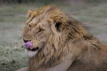 10 NIGHTS 11 DAYS SERENGETI SPECIAL 4* ACCOMMODATIONS