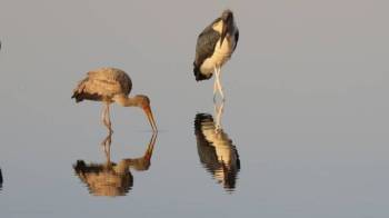 10 NIGHTS 11 DAYS SERENGETI SPECIAL 4* ACCOMMODATIONS