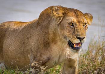 11 Nights 12 Days - River Crossing & Zanzibar