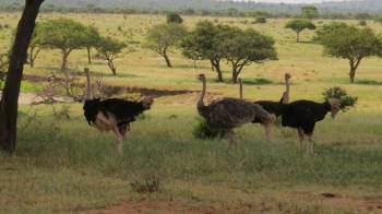 11 Nights 12 Days - River Crossing & Zanzibar