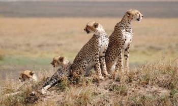 Combination Of Tanzania Safari - Beach 10 Nights - 11 Days Tour