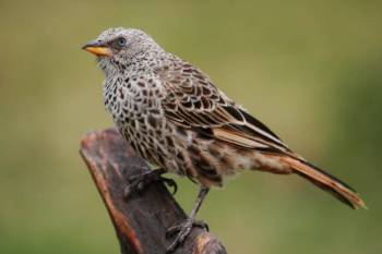 Endemic Bird Watching Tanzania Best Tours