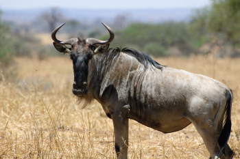 18D Northern And Southern Tanzania Tour