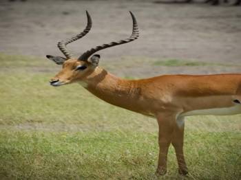 5 Days Northern Tanzania - Ngorongoro - Serengeti Tout