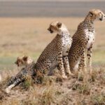 3 Days Northern Tanzania Without Serengeti Tour