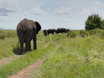 18D Northern And Southern Tanzania Tour