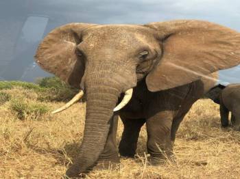 Kenya And Northern Tanzania Best Tour