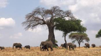 5 Days Northern Tanzania - Ngorongoro - Serengeti Tout