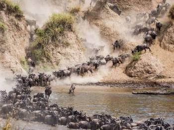 Migration Safari Tanzania - Calving Season - December - March Tour