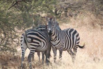 11 Nights 12 Days Kenya And Northern Tanzania Tour