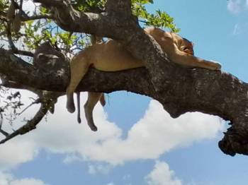 7 Nights - 8 Days Eastern Tanzania Package