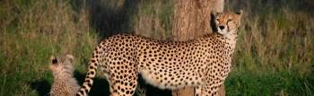 2 Days Tanzania Safari