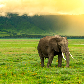 2 Days Tanzania Safari