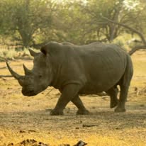 Ngorongoro Tour Packages