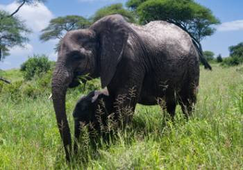 Ngorongoro Tour Packages