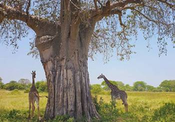 Ngorongoro Tour Packages