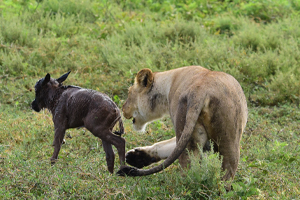 Days Tanzania Safari – Big Five Adventure