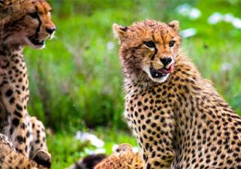 Ngorongoro Tour Packages