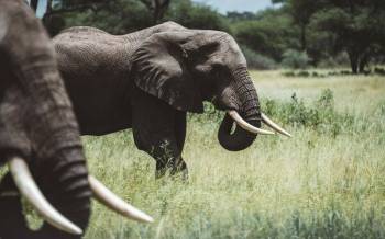 Ngorongoro Tour Packages