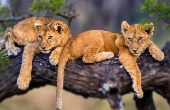 The ultimate 5 Days Tanzania Safari
