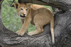 The ultimate 5 Days Tanzania Safari