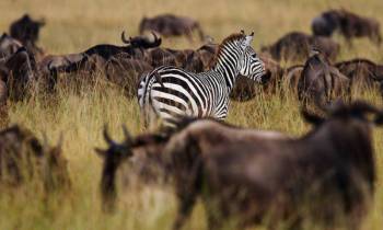 The ultimate 5 Days Tanzania Safari