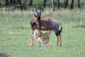The ultimate 5 Days Tanzania Safari