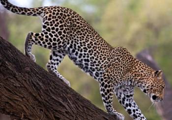 2 Days Tanzania Safari Tour